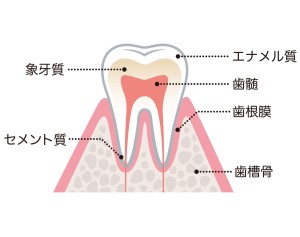 ワイヤー　矯正　動く　仕組み